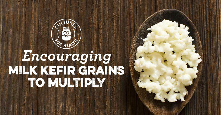 Encouraging Milk Kefir Grains To Multiply: 5 Tips for Happy & Healthy Grains