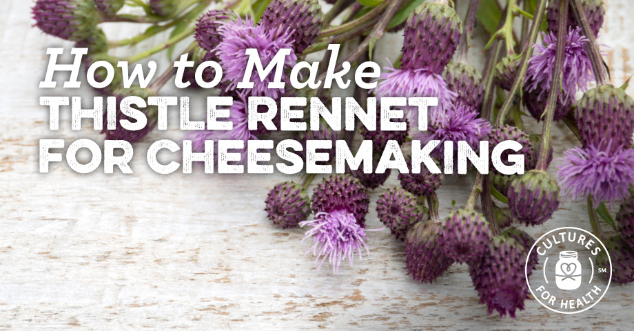 How To Make Thistle Rennet For Cheesemaking