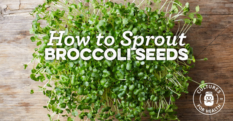 Growing Broccoli & Brassica Sprouts | Cultures for Health