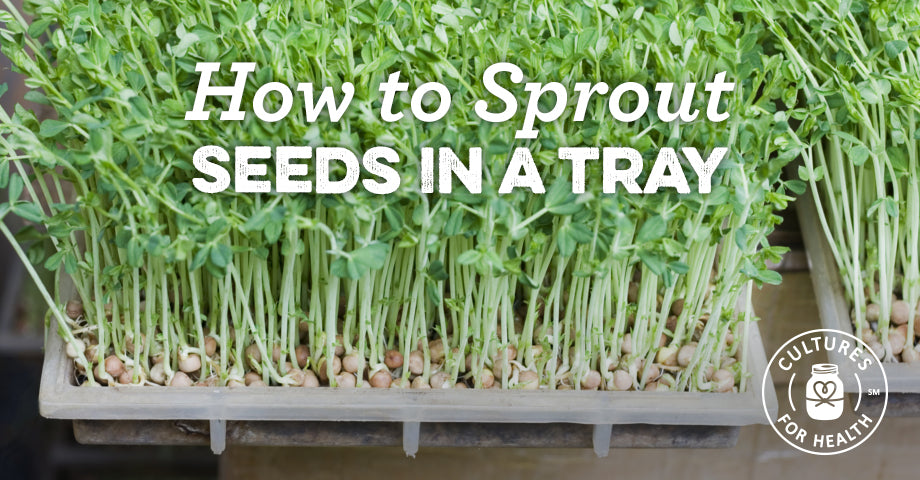 Grow Sprouts Easily with a Sprouting Tray