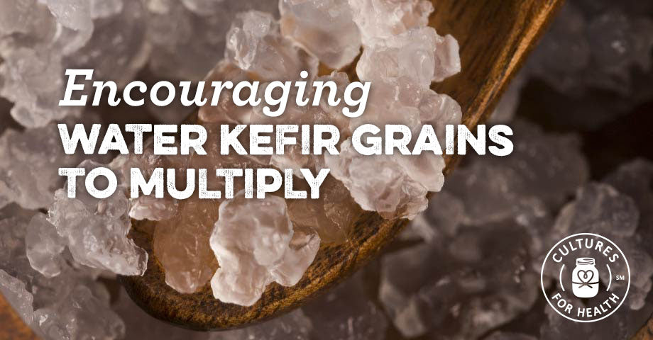 Encouraging Water Kefir Grains To Multiply: 7 Tips for Happy & Healthy Grains