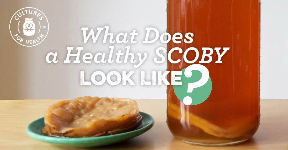 What Does A Healthy Scoby Look Like?