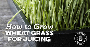 HOW TO GROW WHEAT GRASS FOR JUICING