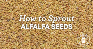 ALFALFA SPROUTS | COMPLETE GUIDE ON HOW TO SPROUT ALFALFA SEEDS