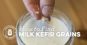 HOW TO FIND MILK KEFIR GRAINS: WHAT THEY ARE & WHERE THEY COME FROM