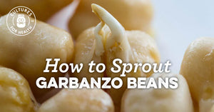 HOW TO SPROUT GARBANZO BEANS (OR CHICKPEAS)