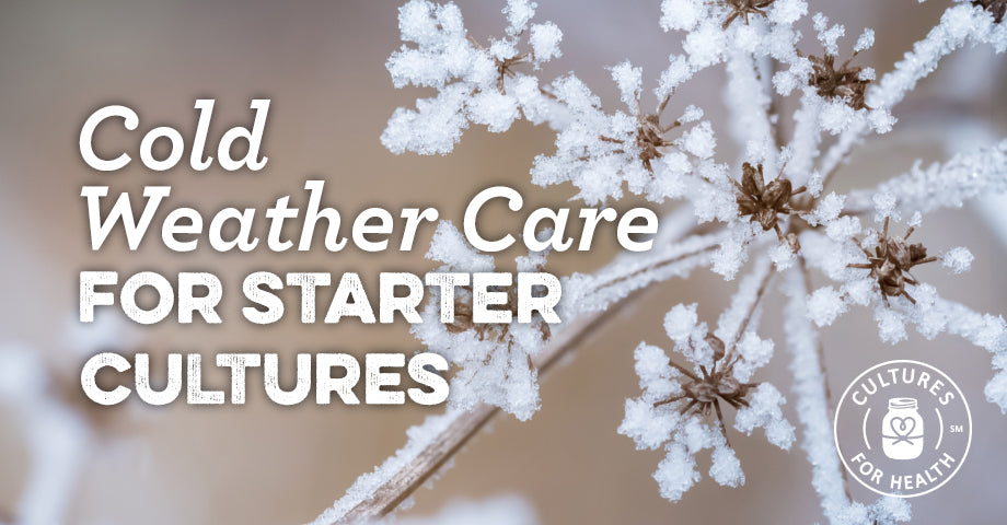Cold Weather Care For Starter Cultures | Making Cultured Foods During Winter Months