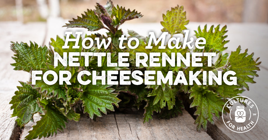 How To Make Nettle Rennet For Cheesemaking