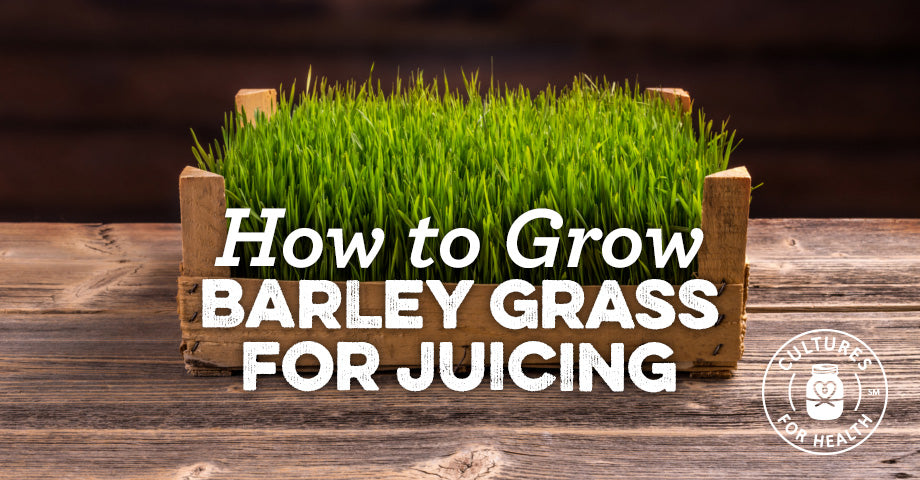 How to Grow Barley Grass for Juicing | Cultures for Health