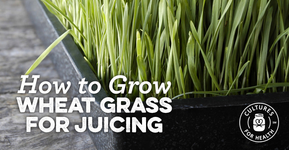 Wheatgrass Sprouting: How To Grow Wheatgrass For Juicing