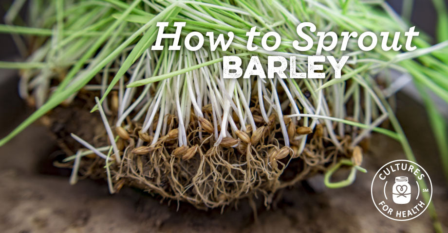 How To Sprout Barley