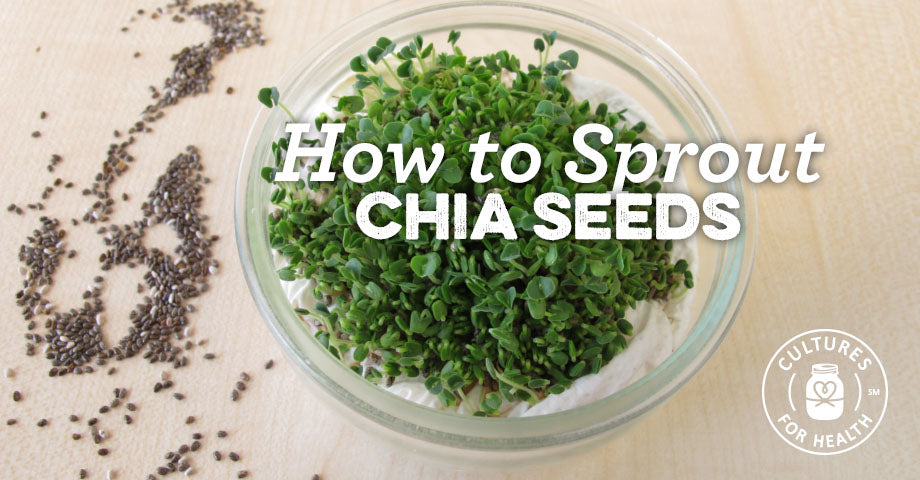 sprouting chia seeds