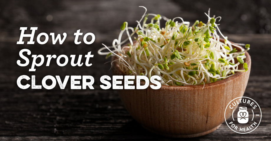 How To Sprout Clover Seeds | Cultures for Health