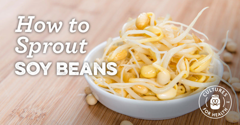 How To Sprout Soy Beans