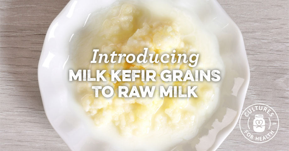 Introducing Milk Kefir Grains To Raw Milk