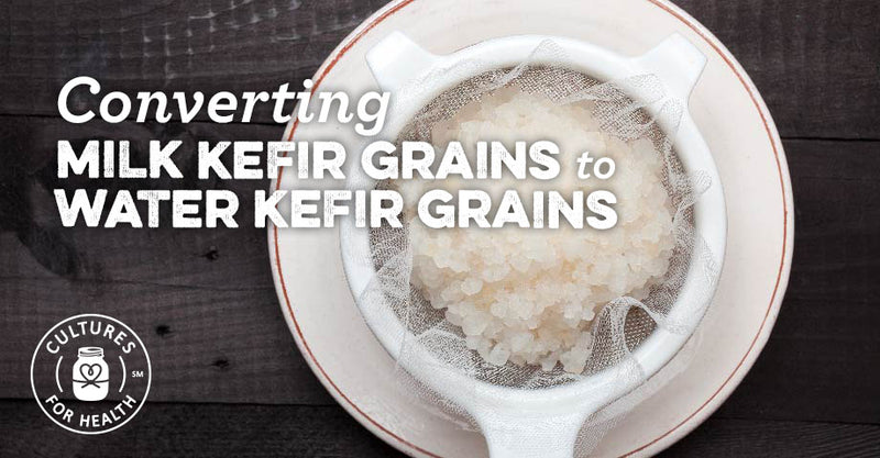 Converting Milk Kefir Grains to Water Kefir Grains - Cultures For 