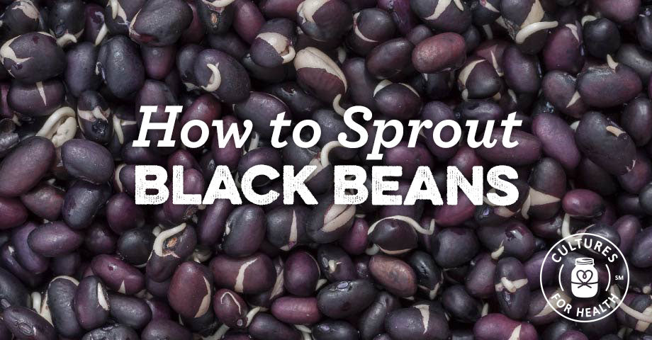 How To Sprout Black Beans
