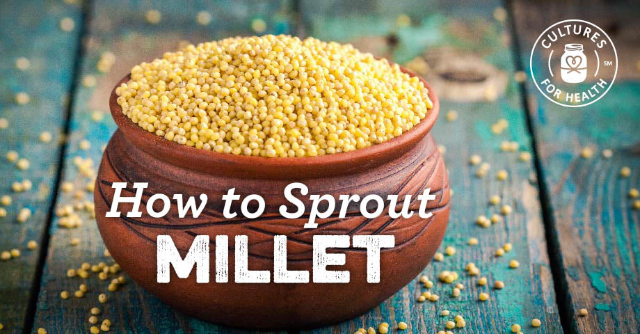 How To Sprout Millet