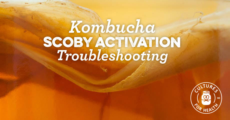 Kombucha Scoby Activation Troubleshooting
