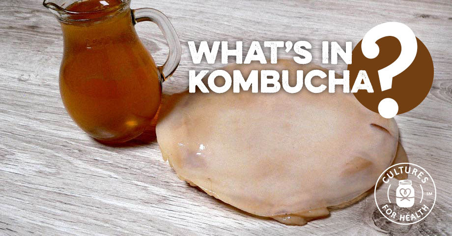 Kombucha Bacteria | What is Kombucha Culture and Kombucha Bacteria?