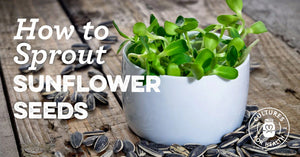 SUNFLOWER SPROUTS | HOW TO SPROUT SUNFLOWER SEEDS