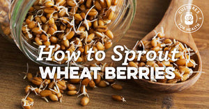 HOW TO SPROUT WHEAT BERRIES