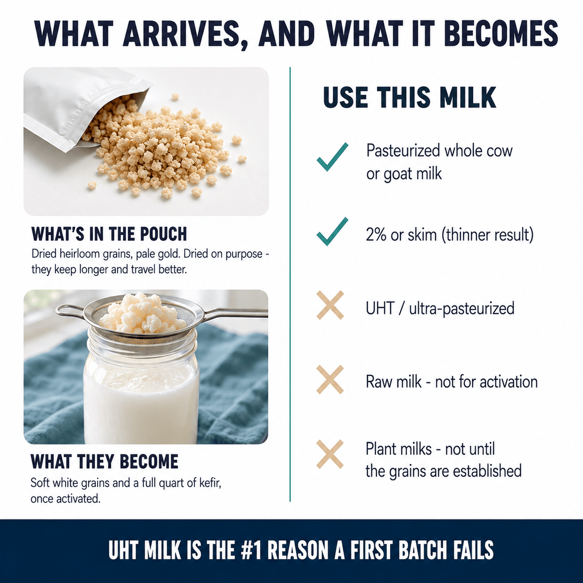 Kefir Milk Kefir Grains