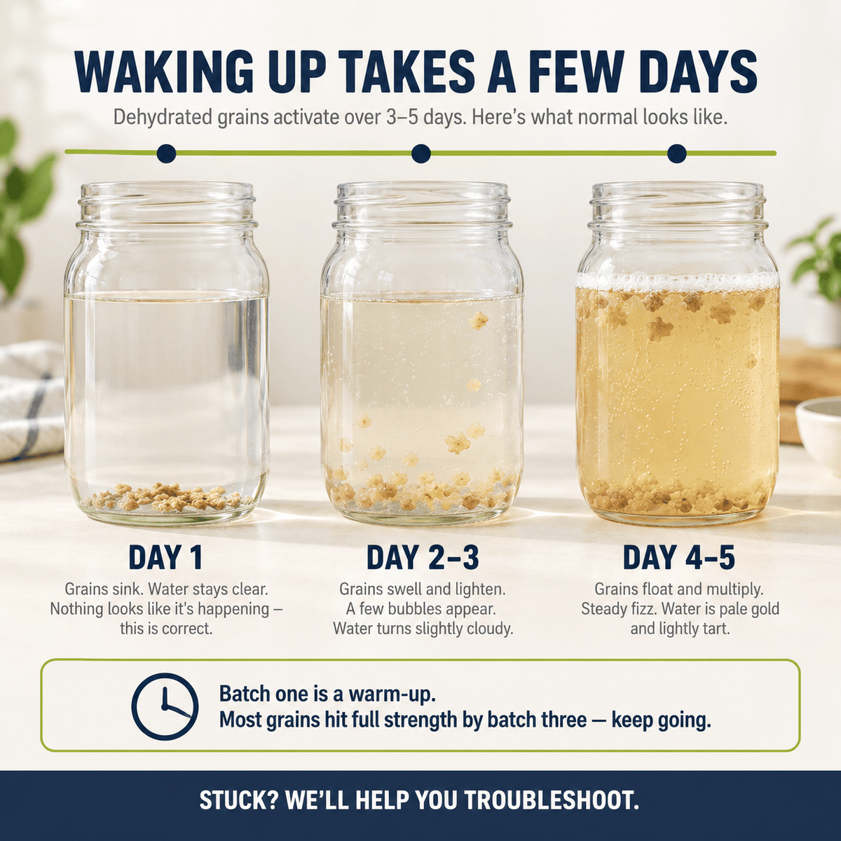 Kefir Water Kefir Grains